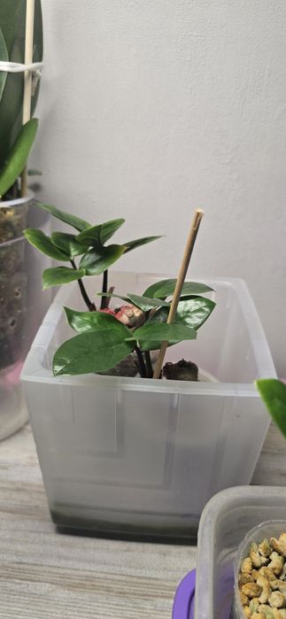 Продам Замиокулькас