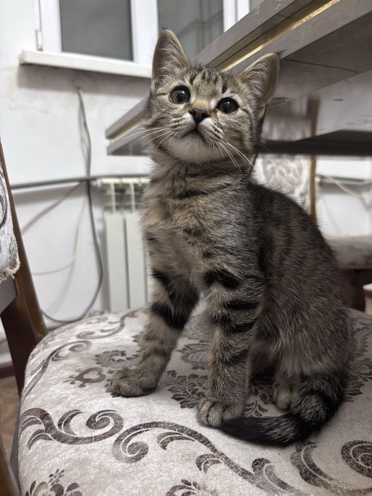Котенок (девочка) в добрые руки