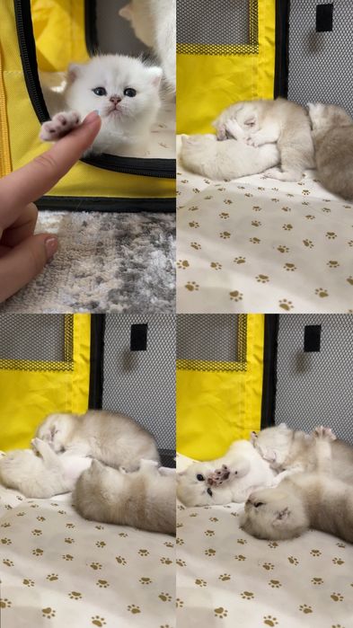 Племенной Кот, Вязка прямоухий