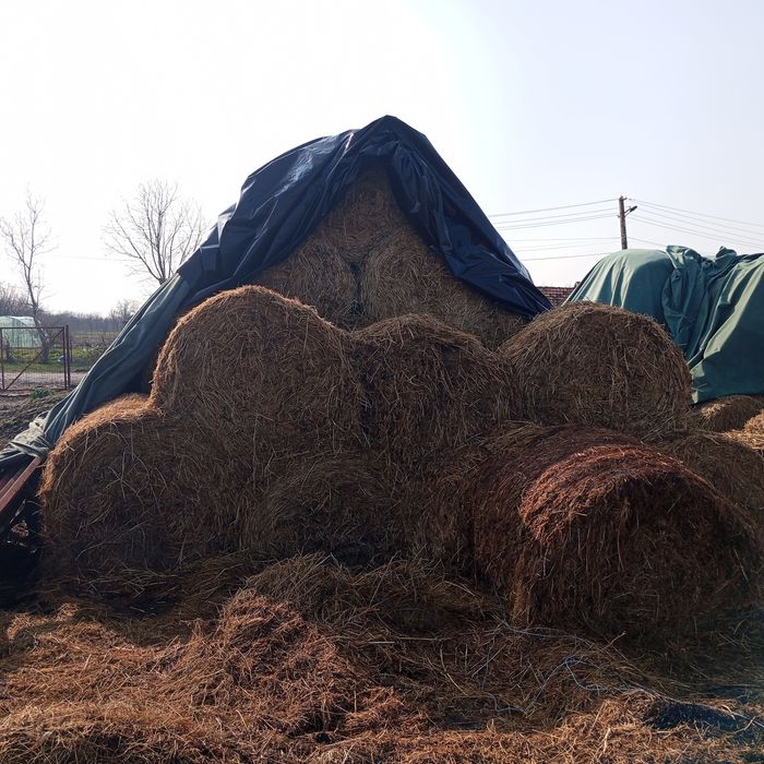 Vând baloți trifoi roșu fan lucerna