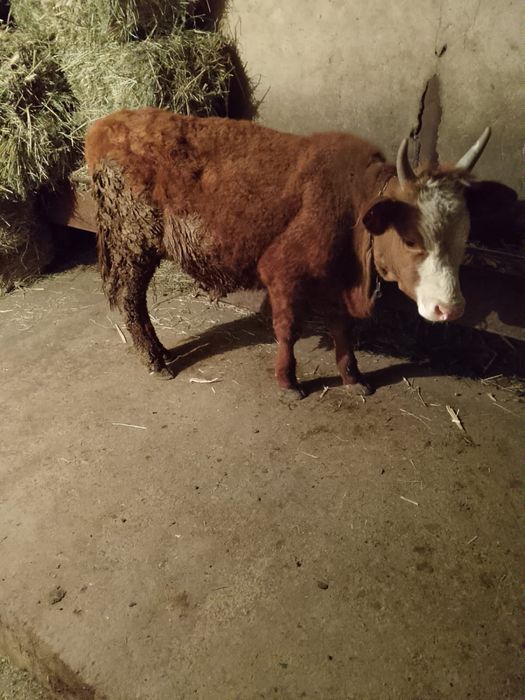 Продам          быка