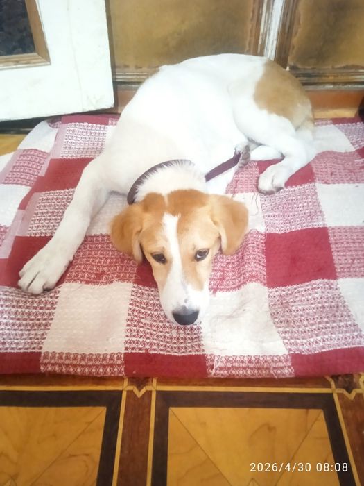 Парсон Рассел Терьер