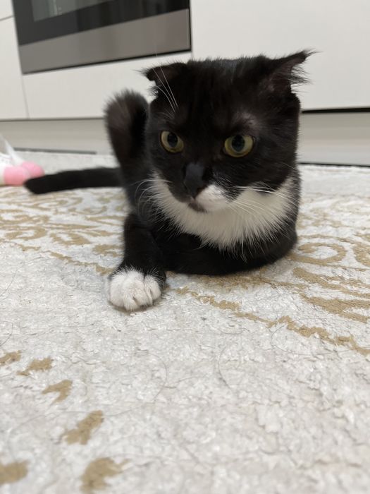 СРОЧНО Кошка, в августе 1 годик