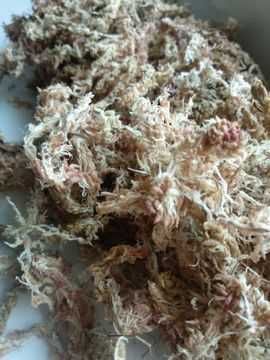 Muschi sphagnum (muschi de turba) - pentru bonsai si orhidee