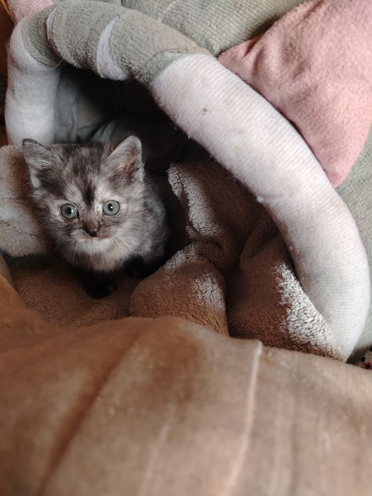 Отдам котяток в любящие руки