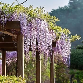 Глициния (вистерия)