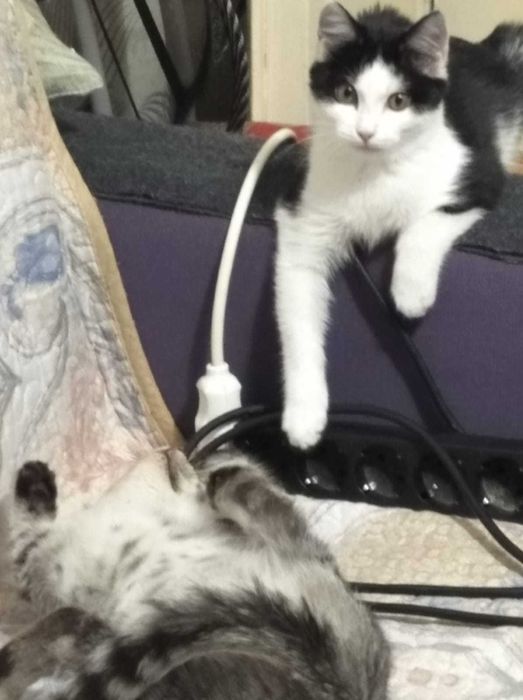 Отдам кошечку в добрые руки