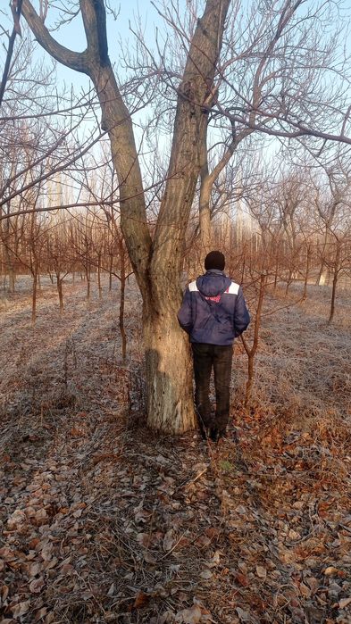 Ўрик таналари бор сотилади кесилмаган турганича сотилади