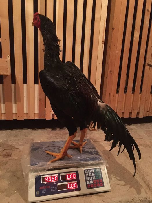 Yalangoch Lyubov Polischuk fotosurati