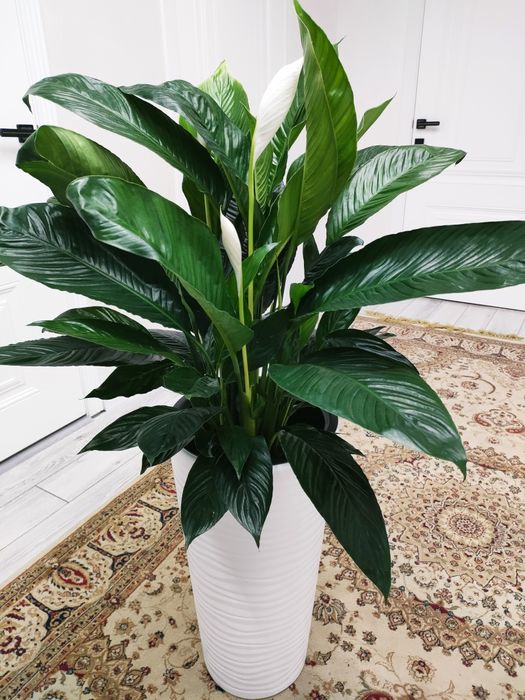 Фикусы и т др. Доставка