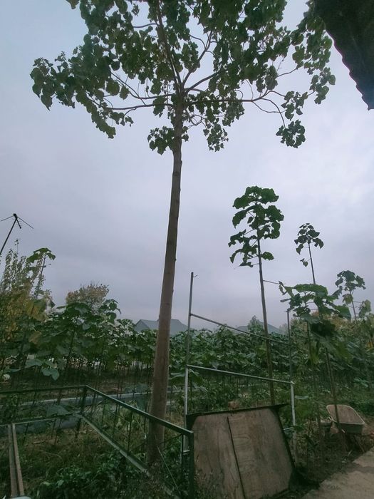 Павловния саженцы