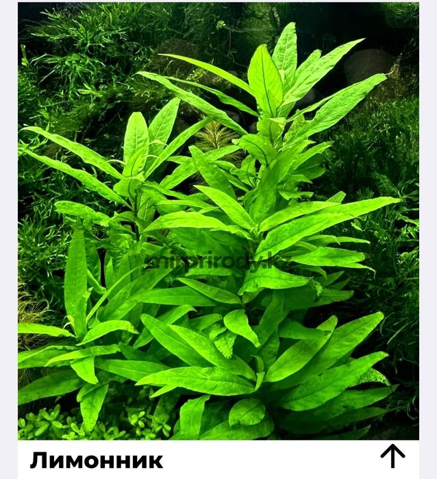 Растения для акварюма