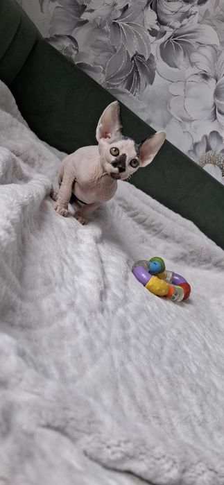 Канадский сфинкс мальчик