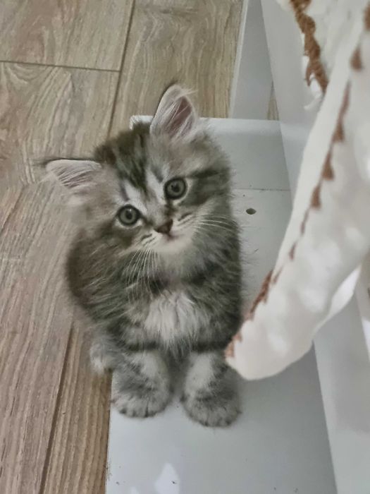 Котенок шотландец 2 месяца