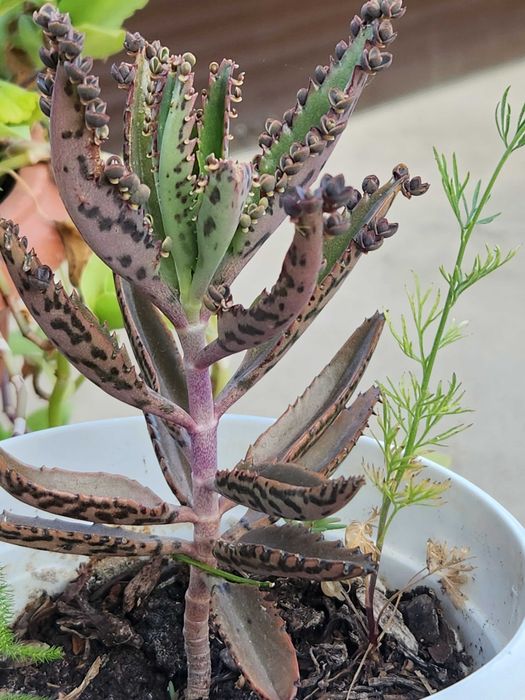 Цветя за градина и саксия