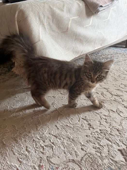 Домашний котенок в добрые руки