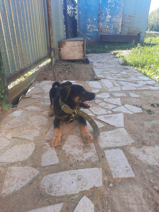 Отдам собачку мальчик