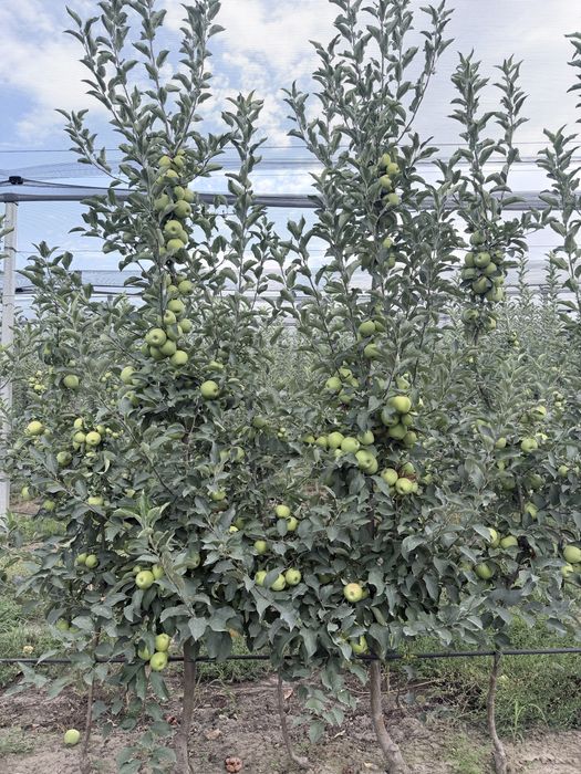 Продам яблоки оптом из интенсивного сада