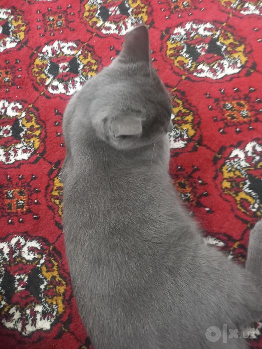 Mushuk parodalik
