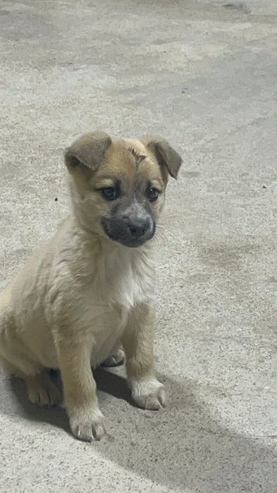 Пропал щенок дворняжка