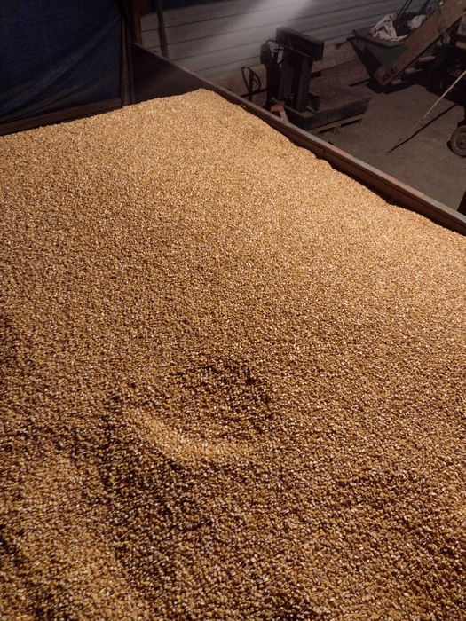 Vând porumb uscat, cantități mici și mari