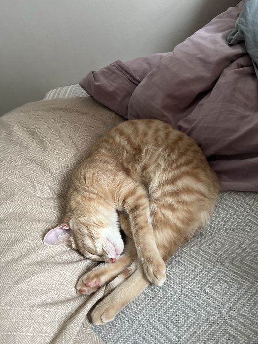 Рыжий кот, подросток