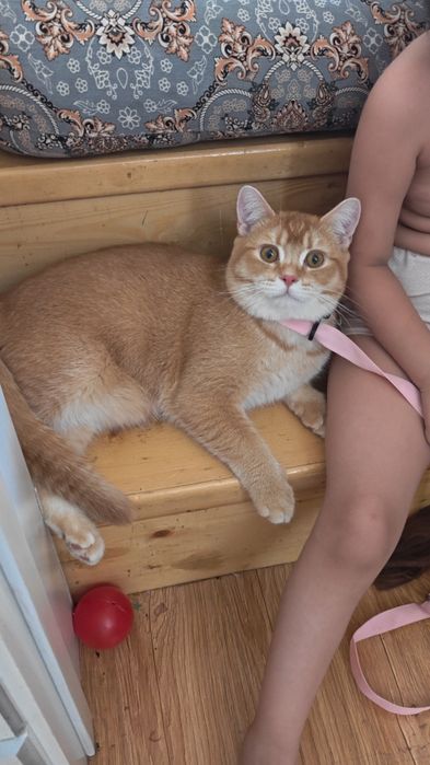 Котенок Шиншилла золотистый