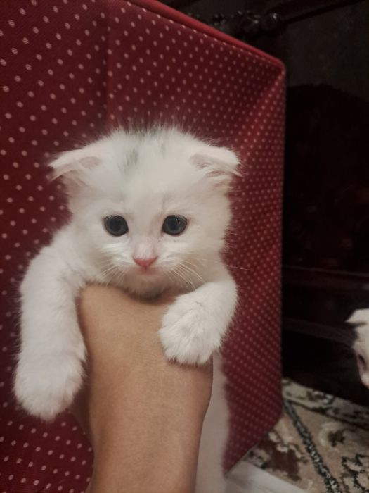 вислоухи сотилади