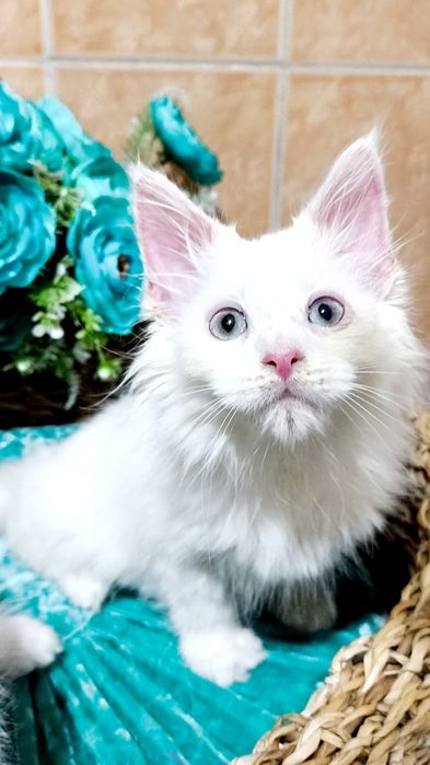 Exclusive ! БЕЛОСНЕЖНЫЕ Солид - Мейн куны .