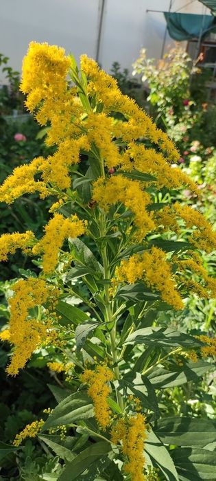 Золотарник гибридный голден кинг. Золотарник кучати

Сажен