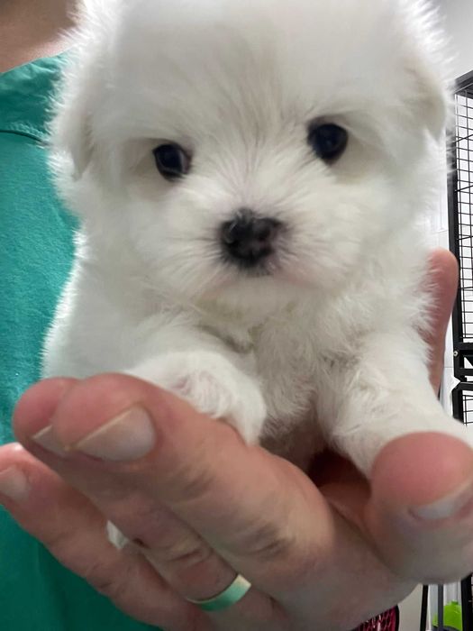 Pui Bichon Maltez – Mascul 2 luni microcipat și vaccinat