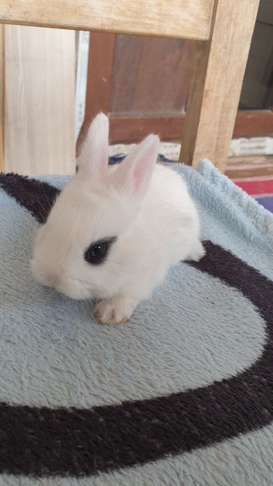 Iepurași de vânzare