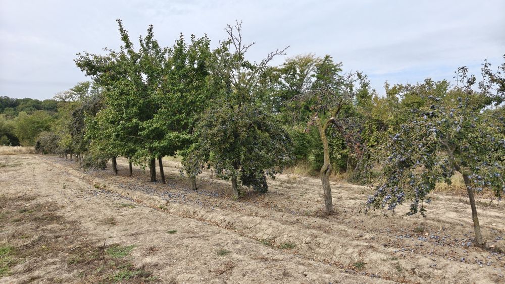 Prune , Vedea- Argeș