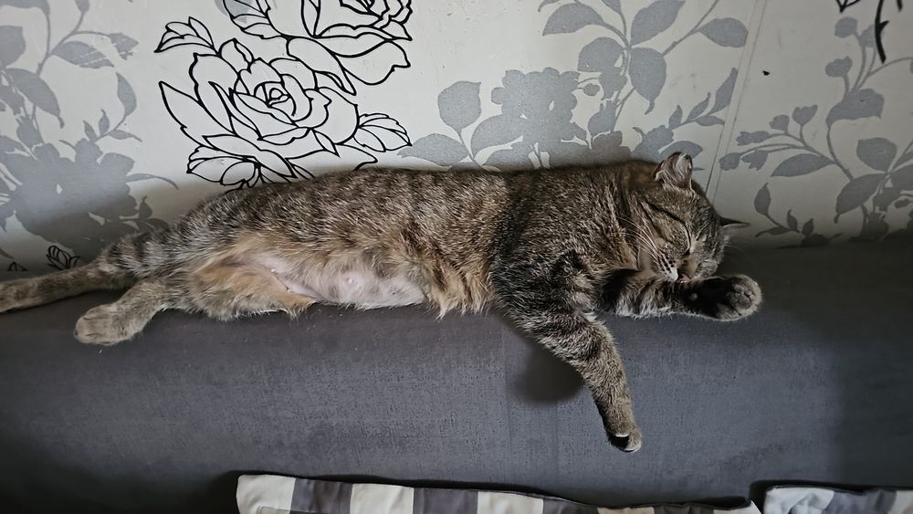 Идем дом кошечке