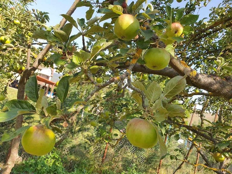 Mere bio verzi necoapte nestropite