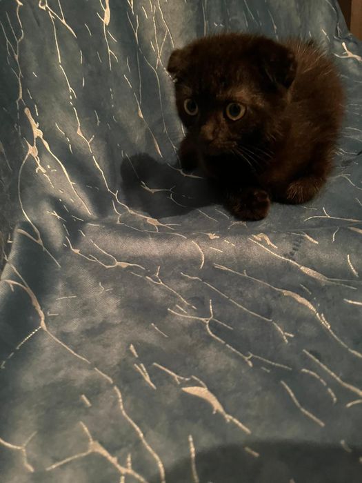 Мейн-кун/шотландская вселаухая