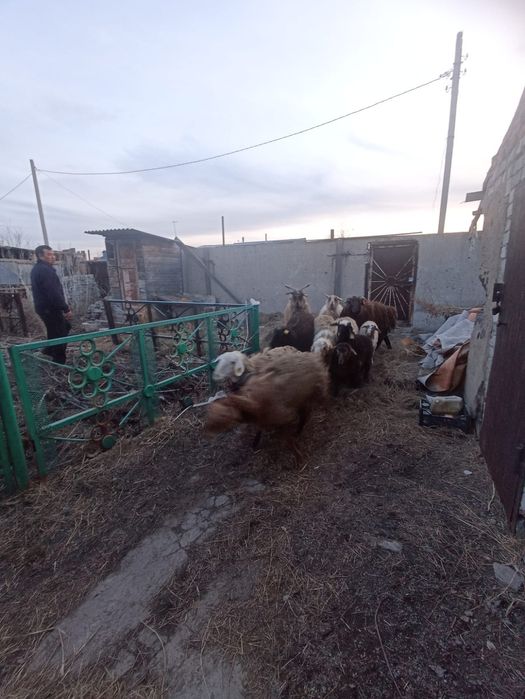 Продам баран и козы
