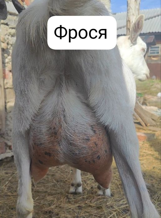 Козы дойные покрытые
