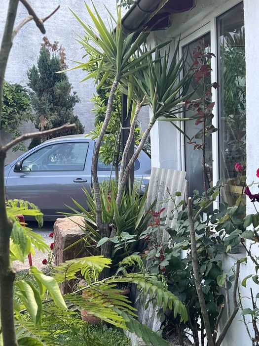 Vand bananieri si yucca