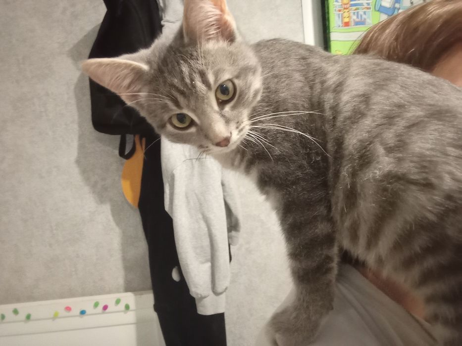 Отдам котёнка мальчика