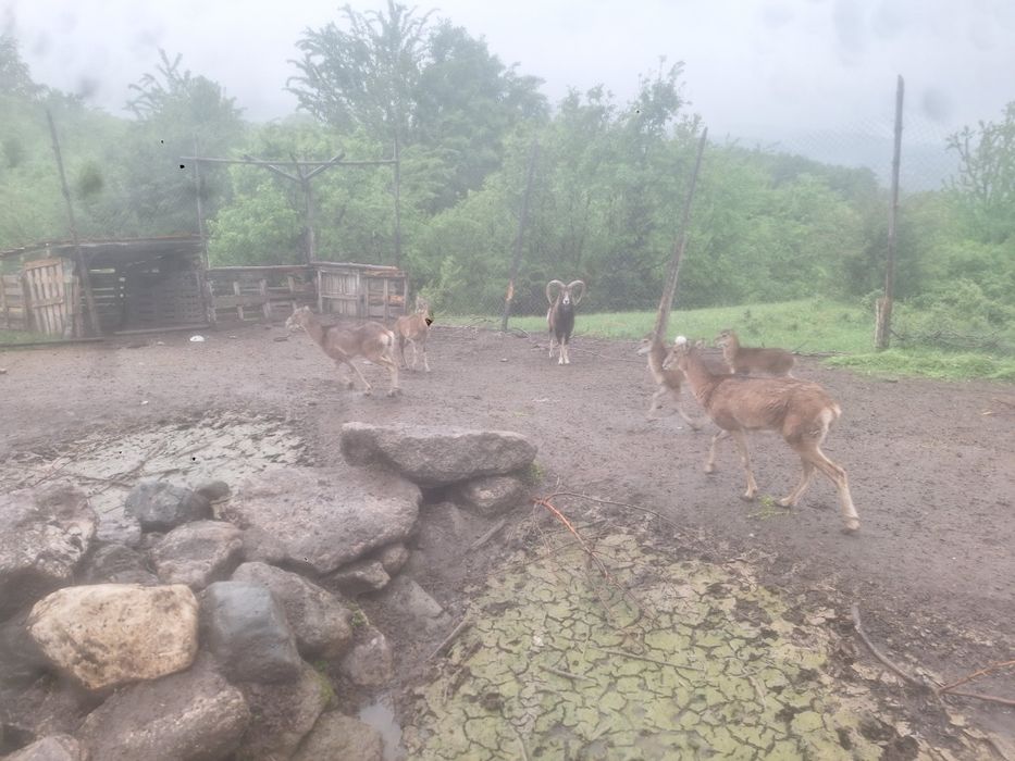 Муфлони ,мъжки и женски