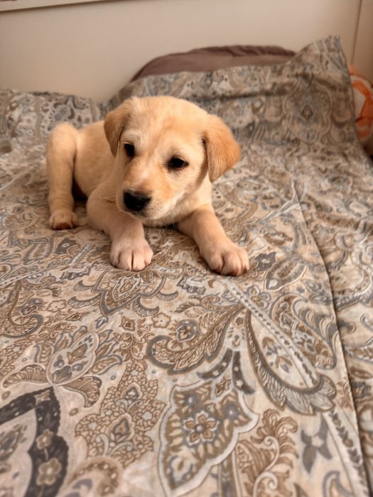 Щенок девочка ищет дом