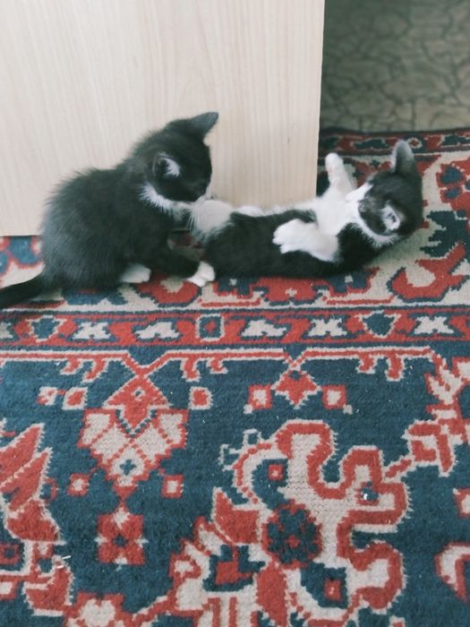 Весёлая семейка кошек