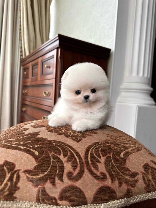 Щенки померанского шпица