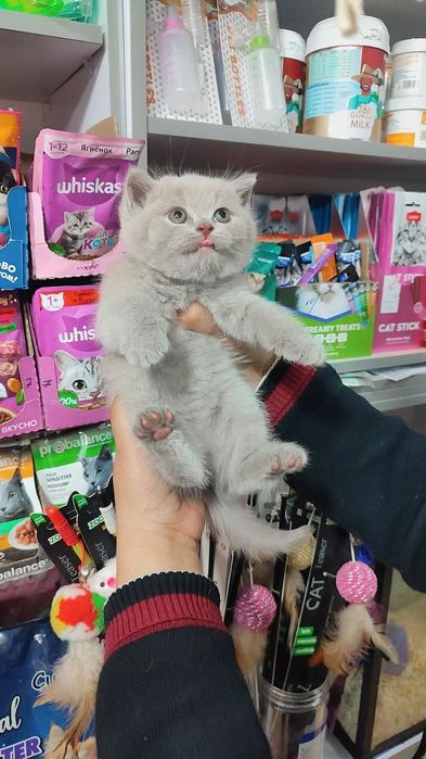 Brtanskiy mushukchalr sotiladi