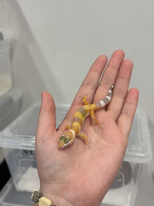 Малыши эублефара ищут новый дом