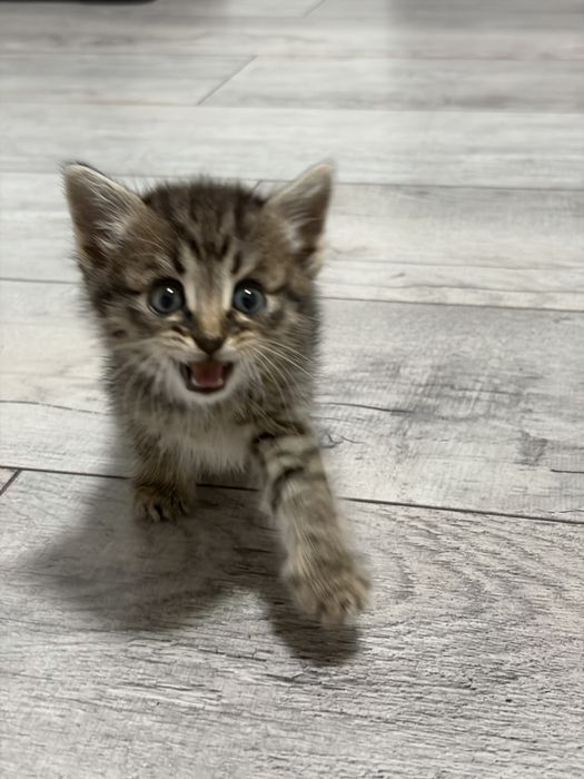 Котенок девочка срочно ищет дом!