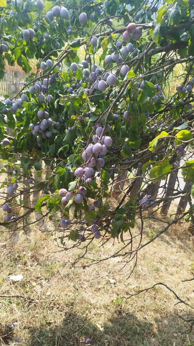 Vând prune pentru țuică
