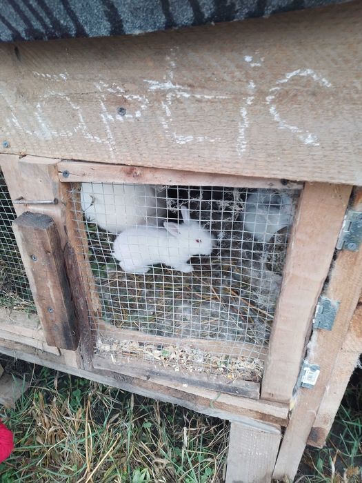 Iepurași de vânzare