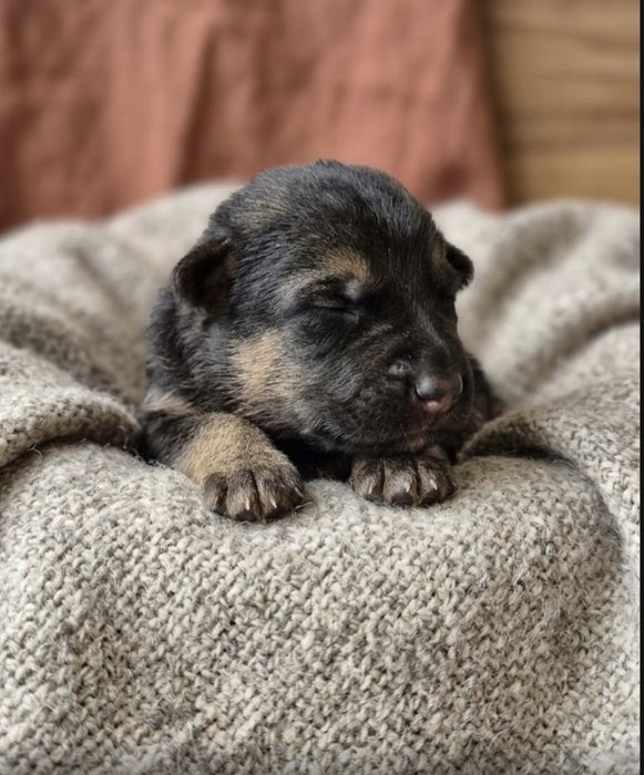 Продаются щенки ВЕО овчарки